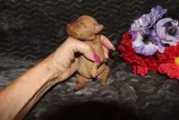 Ella, a female Miniature Pinscher for sale in Harrisonburg, VA – 2 of 8