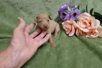 Lady, a female Miniature Pinscher for sale in Harrisonburg, VA – 2 of 9
