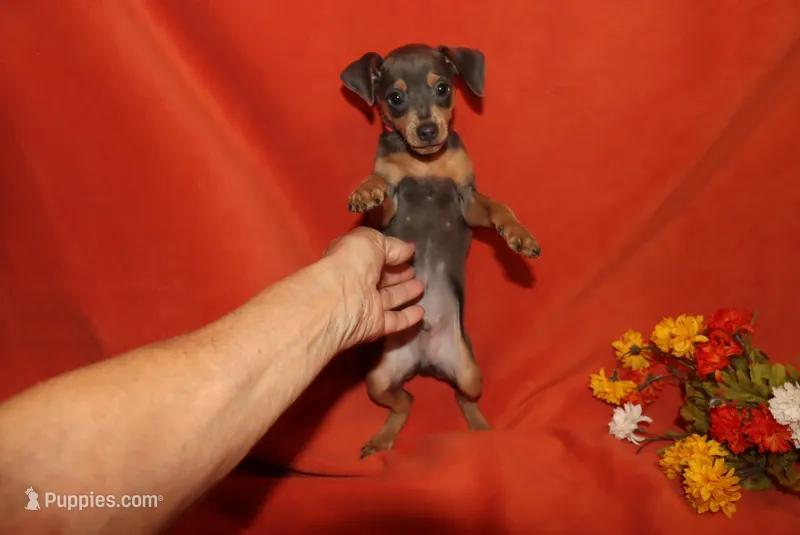 copper – Miniature Pinscher puppy for sale in Harrisonburg, VA