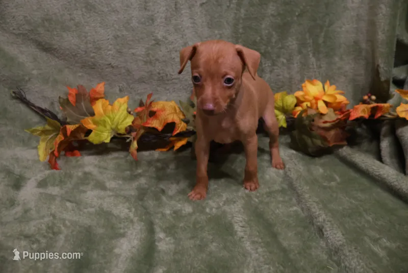 Kala – Miniature Pinscher puppy for sale in Harrisonburg, VA