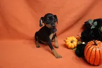 Pluto, a male Miniature Pinscher for sale in Harrisonburg, VA – 2 of 6