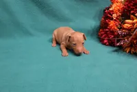 Harley, a male Miniature Pinscher for sale in Harrisonburg, VA – 6 of 7