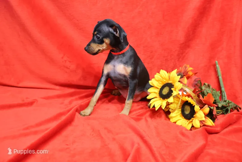 Daisy – Miniature Pinscher puppy for sale in Harrisonburg, VA