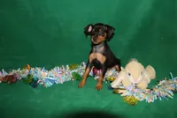 Opie, a male Miniature Pinscher for sale in Harrisonburg, VA – Photo 5 of 9