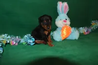 Bennie, a male Miniature Pinscher for sale in Harrisonburg, VA – Photo 5 of 5