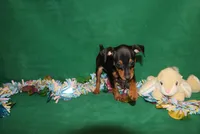 Opie, a male Miniature Pinscher for sale in Harrisonburg, VA – Photo 8 of 9