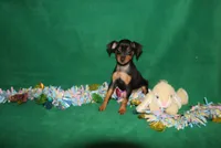 Opie, a male Miniature Pinscher for sale in Harrisonburg, VA – Photo 3 of 9
