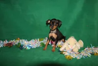Opie, a male Miniature Pinscher for sale in Harrisonburg, VA – Photo 2 of 9