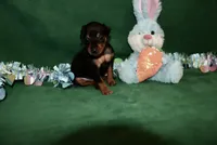 Bennie, a male Miniature Pinscher for sale in Harrisonburg, VA – Photo 2 of 5