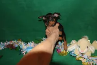 Opie, a male Miniature Pinscher for sale in Harrisonburg, VA – Photo 9 of 9