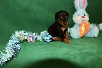 Bennie, a male Miniature Pinscher for sale in Harrisonburg, VA – Photo 4 of 5