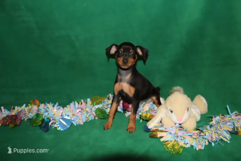 Bennie – Miniature Pinscher puppy for sale in Harrisonburg, VA