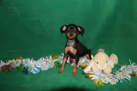 Opie, a male Miniature Pinscher for sale in Harrisonburg, VA – Photo 1 of 9