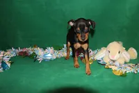 Opie, a male Miniature Pinscher for sale in Harrisonburg, VA – Photo 7 of 9