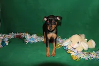 Opie, a male Miniature Pinscher for sale in Harrisonburg, VA – Photo 6 of 9