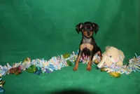 Opie, a male Miniature Pinscher for sale in Harrisonburg, VA – Photo 4 of 9