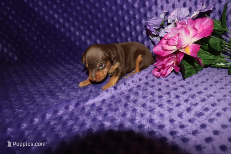Thor – Miniature Pinscher puppy for sale in Harrisonburg, VA