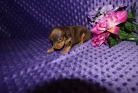 Thor, a male Miniature Pinscher for sale in Harrisonburg, VA – 1 of 6