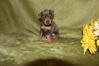 Rosco, a female Miniature Pinscher for sale in Harrisonburg, VA – 7 of 7