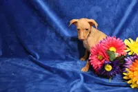 storm, a male Miniature Pinscher for sale in Harrisonburg, VA – 6 of 6
