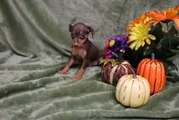 Mack, a male Miniature Pinscher for sale in Harrisonburg, VA – 8 of 10