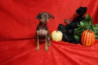 Reeses, a female Miniature Pinscher for sale in Harrisonburg, VA – 6 of 8
