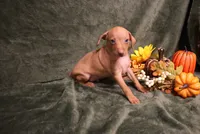 Harley--Halloween Special, a male Miniature Pinscher for sale in Harrisonburg, VA – 8 of 10