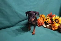 Marty, a male Miniature Pinscher for sale in Harrisonburg, VA – 7 of 7