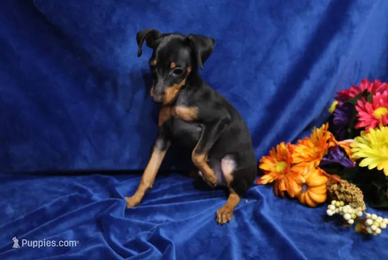 Sherlock – Miniature Pinscher puppy for sale in Harrisonburg, VA