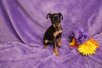 Sherlock, a male Miniature Pinscher for sale in Harrisonburg, VA – 6 of 8