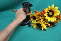 Wennie, a female Miniature Pinscher for sale in Harrisonburg, VA – 3 of 7