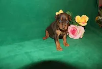 Ice, a female Miniature Pinscher for sale in Harrisonburg, VA – Photo 6 of 6