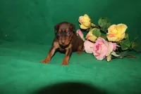 Ice, a female Miniature Pinscher for sale in Harrisonburg, VA – Photo 5 of 6