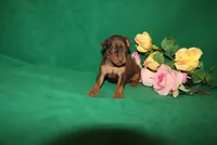 Ice, a female Miniature Pinscher for sale in Harrisonburg, VA – Photo 3 of 6
