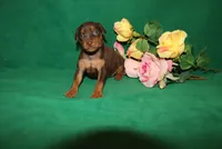 Ice, a female Miniature Pinscher for sale in Harrisonburg, VA – Photo 2 of 6