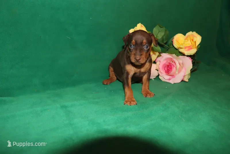 Ice – Miniature Pinscher puppy for sale in Harrisonburg, VA