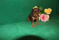 Ice, a female Miniature Pinscher for sale in Harrisonburg, VA – Photo 1 of 6