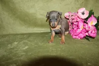 Bella, a female Miniature Pinscher for sale in Harrisonburg, VA – 3 of 7