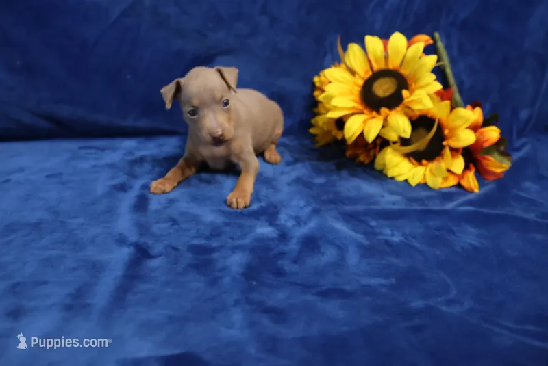 Dolly – Miniature Pinscher puppy for sale in Harrisonburg, VA