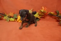 Nacho, a male Miniature Pinscher for sale in Harrisonburg, VA – 5 of 7
