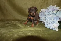 Oscar, a male Miniature Pinscher for sale in Harrisonburg, VA – 6 of 7