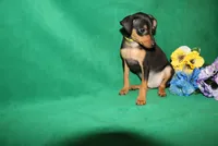 Toby, a male Miniature Pinscher for sale in Harrisonburg, VA – 2 of 6