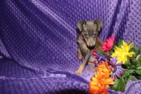 Ella, a female Miniature Pinscher for sale in Harrisonburg, VA – 3 of 6