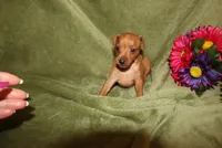 Meg, a female Miniature Pinscher for sale in Harrisonburg, VA – 4 of 7