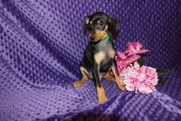 4th July SALE Woody, a male Miniature Pinscher for sale in Harrisonburg, VA – 5 of 6