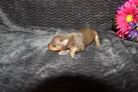 Lucy, a female Miniature Pinscher for sale in Harrisonburg, VA – 2 of 7