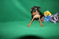 Toby, a male Miniature Pinscher for sale in Harrisonburg, VA – 6 of 6