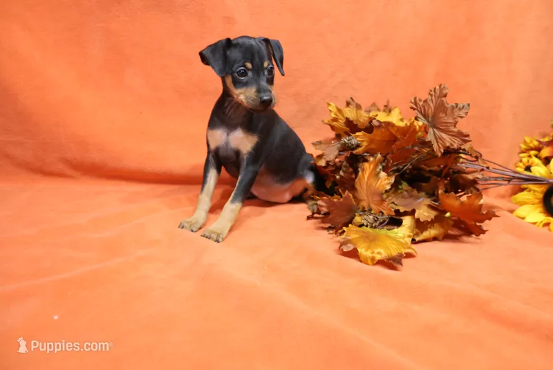 Daisy – Miniature Pinscher puppy for sale in Harrisonburg, VA