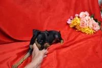 Roise, a female Miniature Pinscher for sale in Harrisonburg, VA – 2 of 5