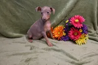 Leo, a male Miniature Pinscher for sale in Harrisonburg, VA – 7 of 9